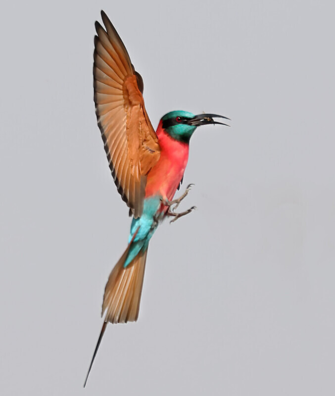 Northern Carmine Bee Eater - The Gambia Januarry 2026