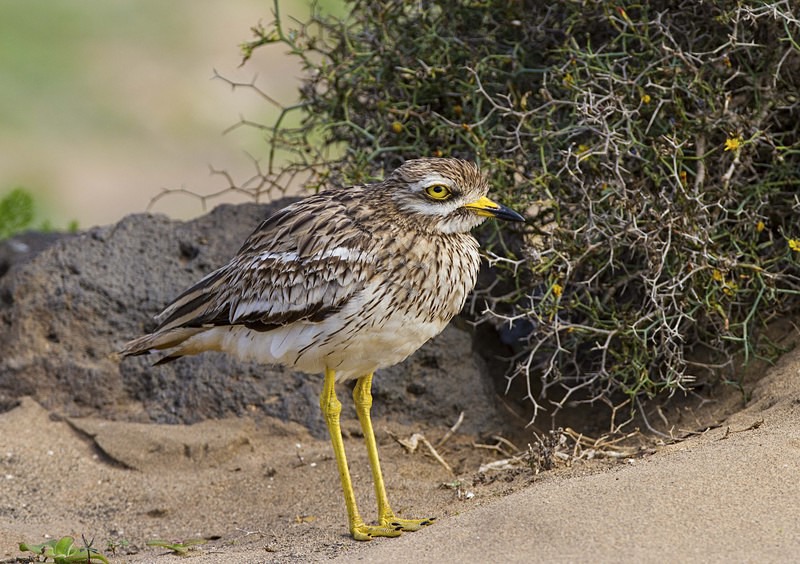 Stone Curlew - Lanzarote