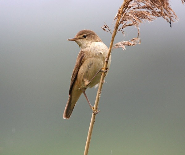 Reed Warbler - Warblers