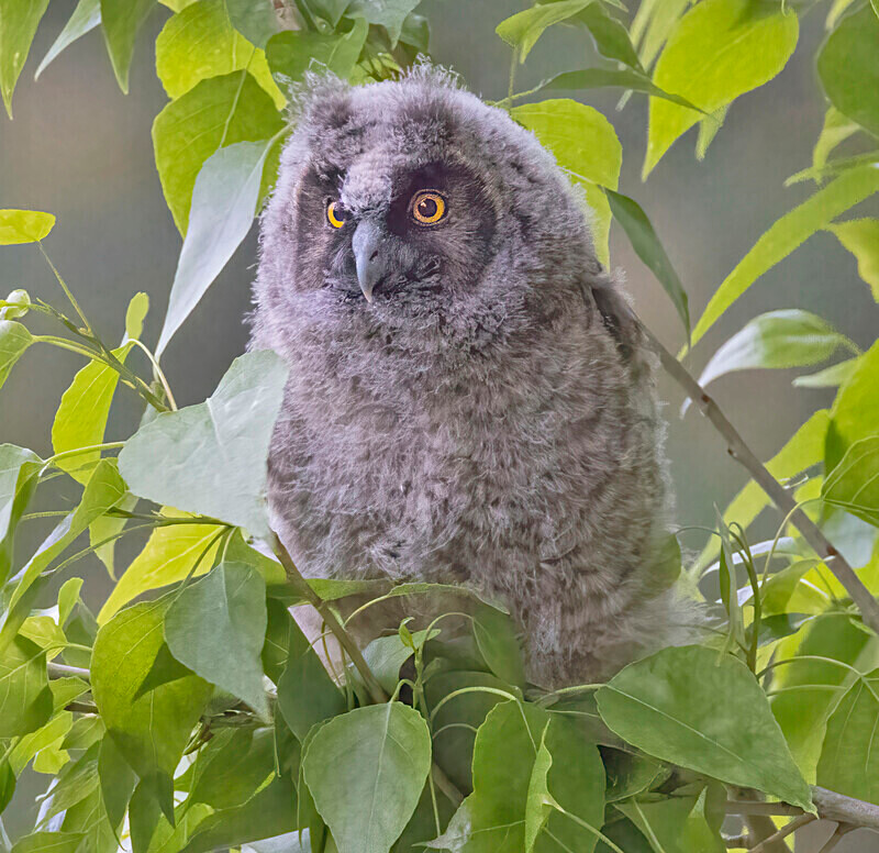 Long Eared Owl chick. - Lesvos April/May 2023
