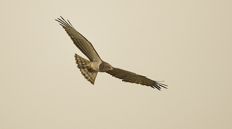 Beaudouin's Snake Eagle. - The Gambia 2018