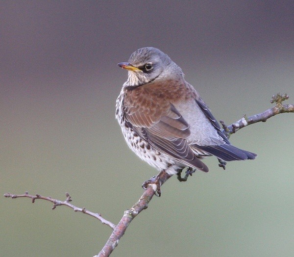 Fieldfare - Thrushes & Ouzels