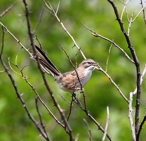 Chinese Hill Warbler - China Birds