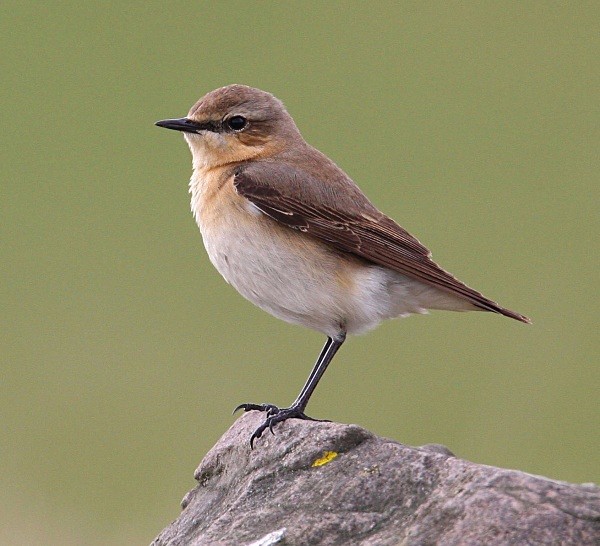 Northern Wheatear - Chats, Sparrows & Starlings