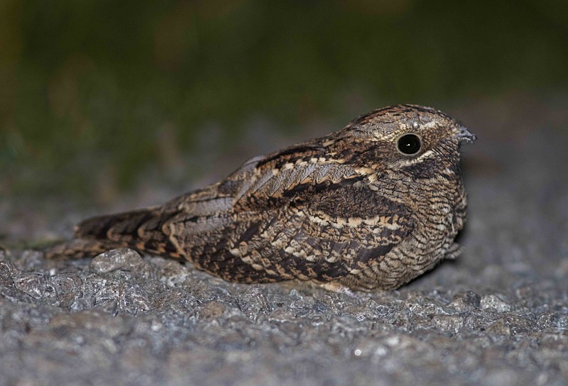 Nightjar - Nightjars