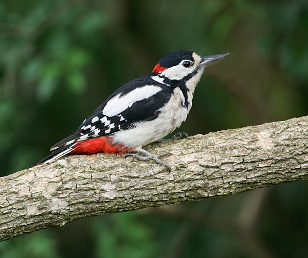 Great Spotted Woodpecker - Woodpeckers & Wrynecks