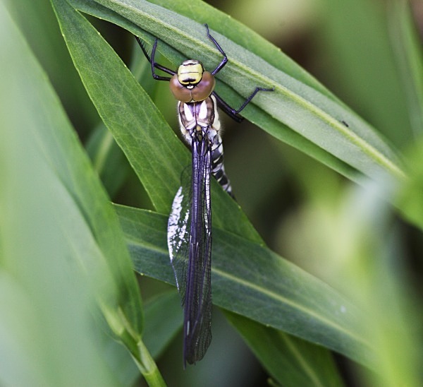 Common Hawker - Dragonflies and Damselflies