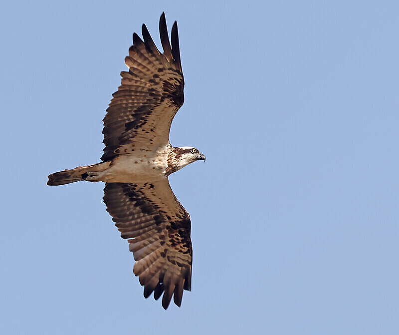 Osprey - The Gambia Januarry 2026