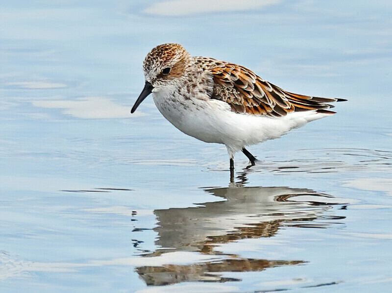 Little Stint - Lesvos 2025
