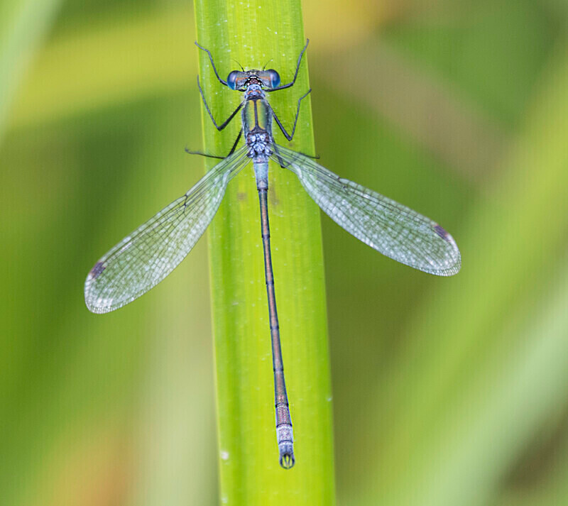 Emerald Damselfly. - Dragonflies and Damselflies