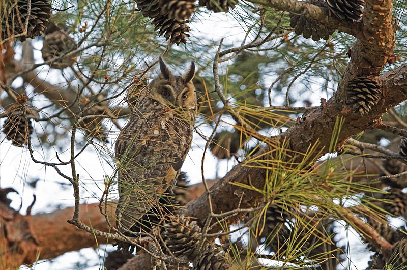 Long Eared Owl - Lesvos 2015
