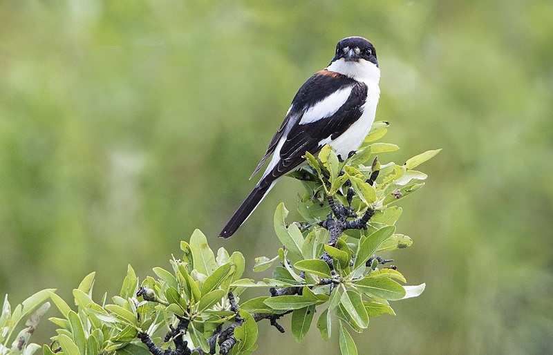 Woodchat Shrike - Lesvos 2015