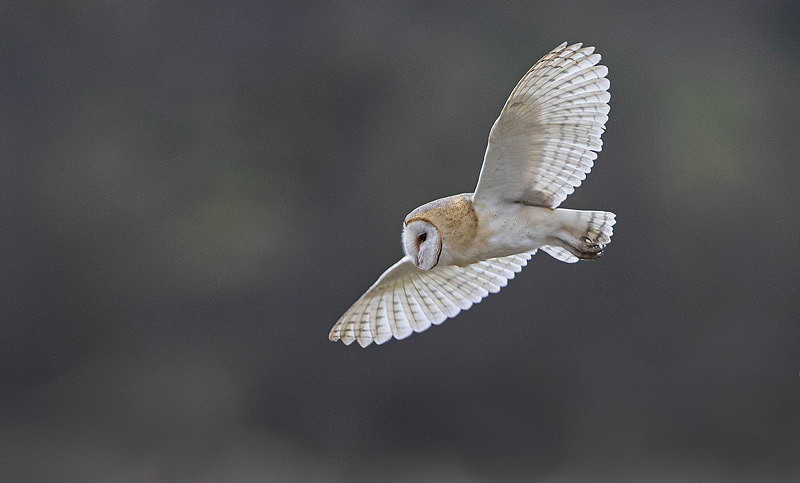 Barn Owl - Owls, Raptors, Corvids & Doves