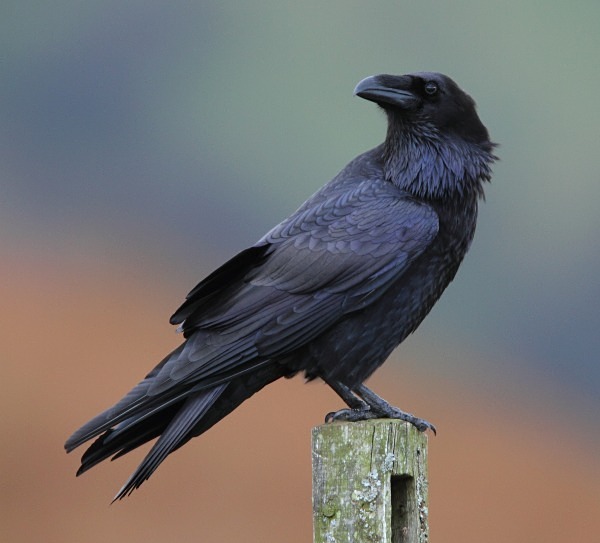 Raven - Owls, Raptors, Corvids & Doves