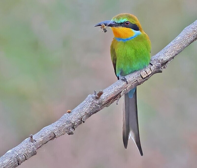 Swallow Tailed Bee Eater - The Gambia Januarry 2026
