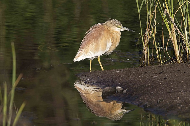 Squacco Heron - Lesvos 2015