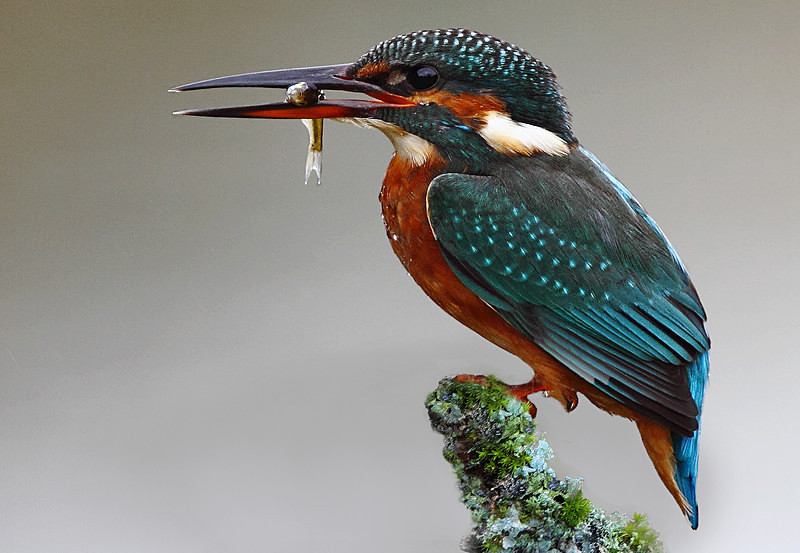 Female Kingfisher - Dippers, Kingfishers & Wagtails