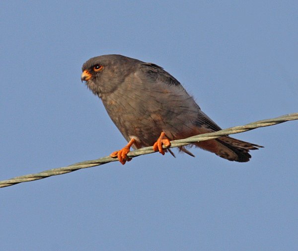 Red Footed Falcon - Cyprus Birds