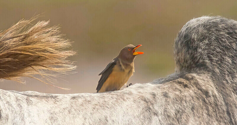Yellow Billed Oxpecker - The Gambia Nov/Dec 2023