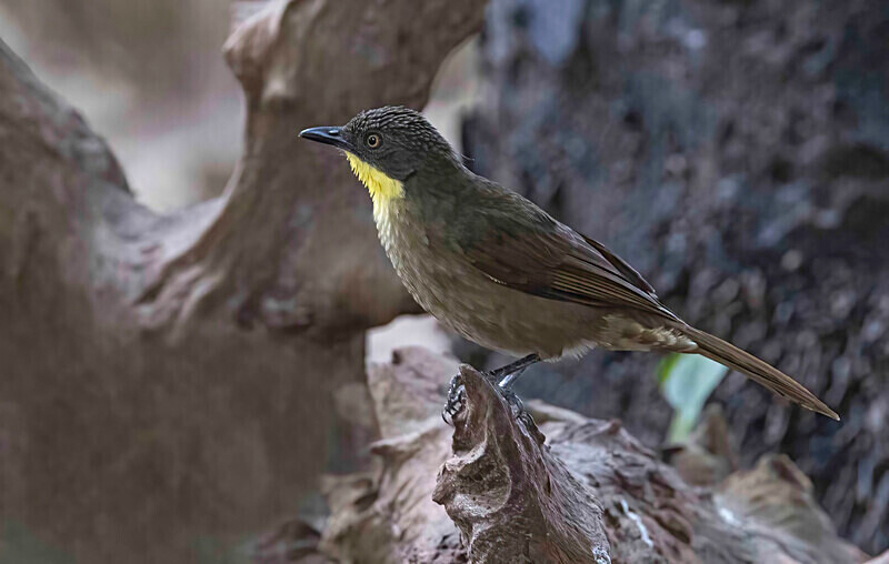 Yellow Throated Leaf love - The Gambia Nov/Dec 2023