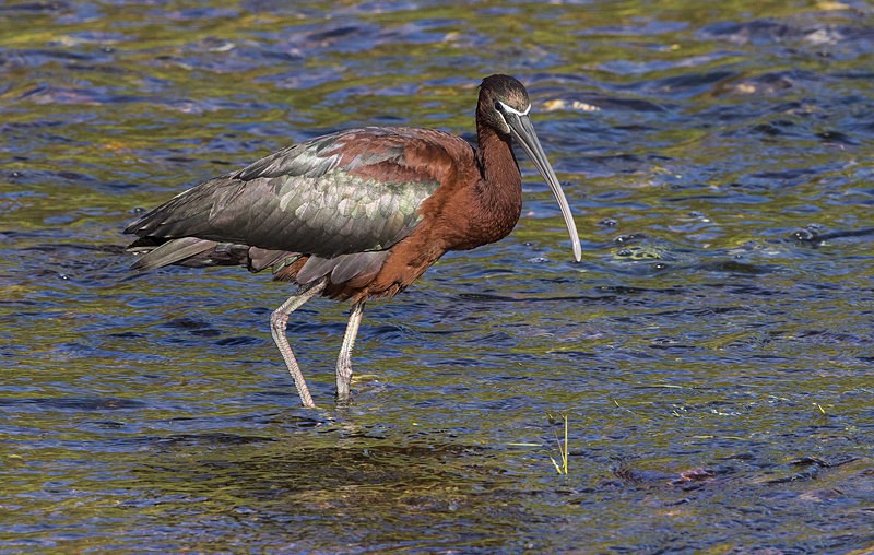 Glossy Ibis - Lesvos 2015