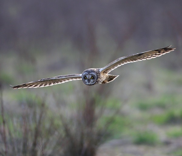 Short Eared Owl - Owls, Raptors, Corvids & Doves