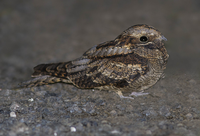 Nightjar - Nightjars
