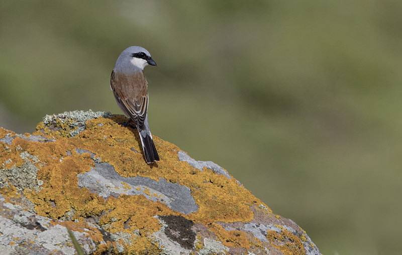 Red Backed Shrike - Lesvos 2015