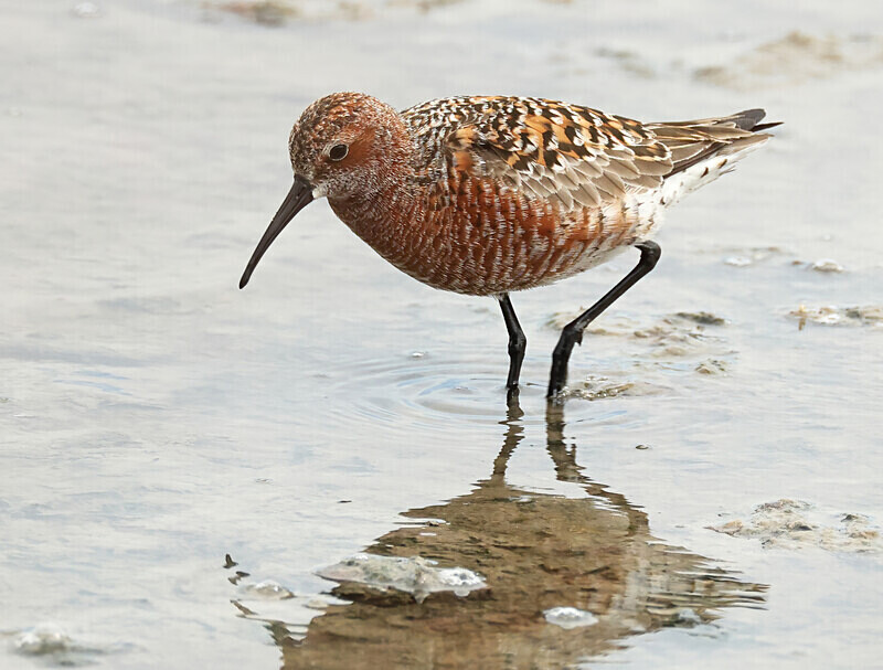 Curlew Sandpiper - Lesvos 2025
