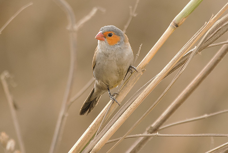 Orange Cheeked Waxbill. - The Gambia 2018