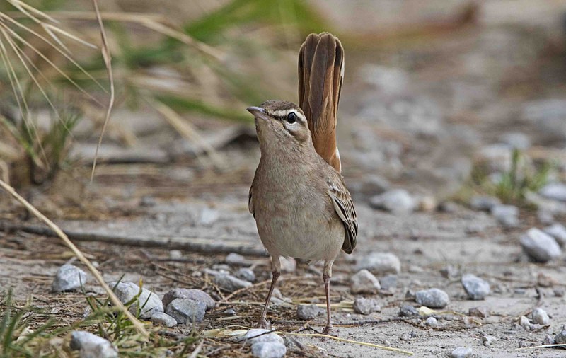 Rufous Bush Chat. - Lesvos, Spring 2017