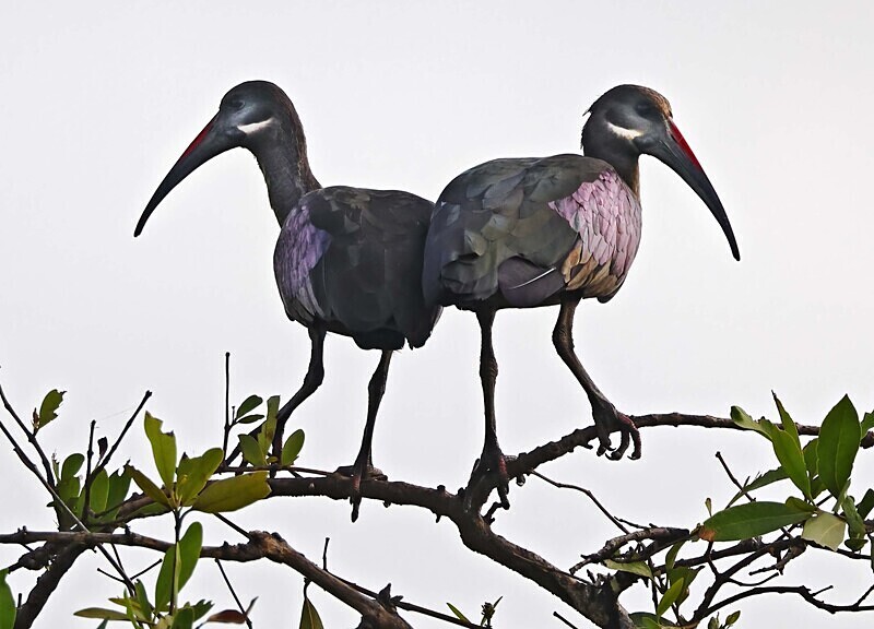 Hadada Ibis - The Gambia Januarry 2026