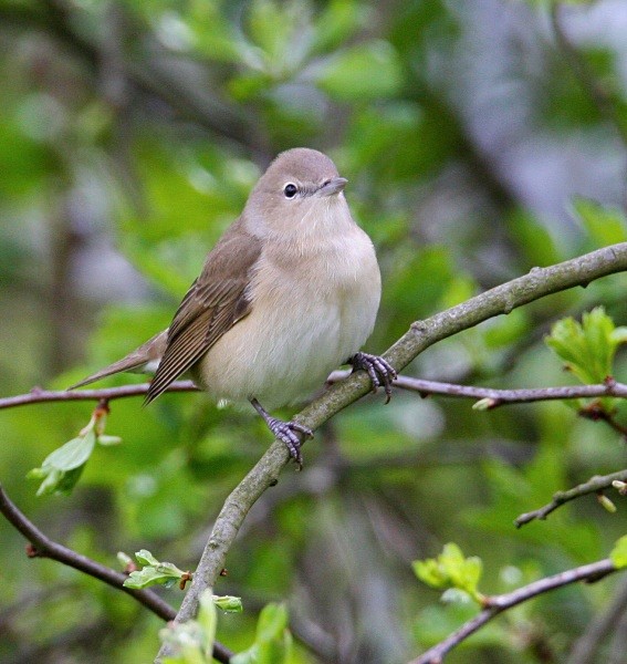 Garden Warbler - Warblers
