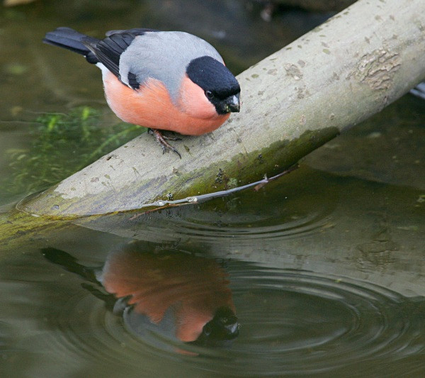 Bullfinch - Middlewood Nature Reserve