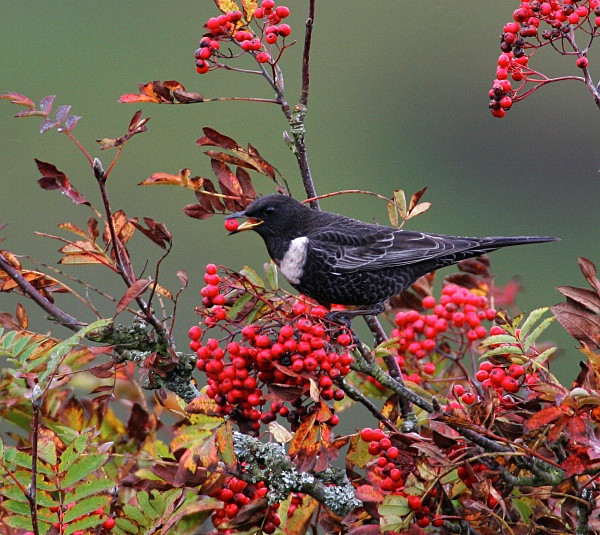 Male Ring Ouzel - Ring Ouzels