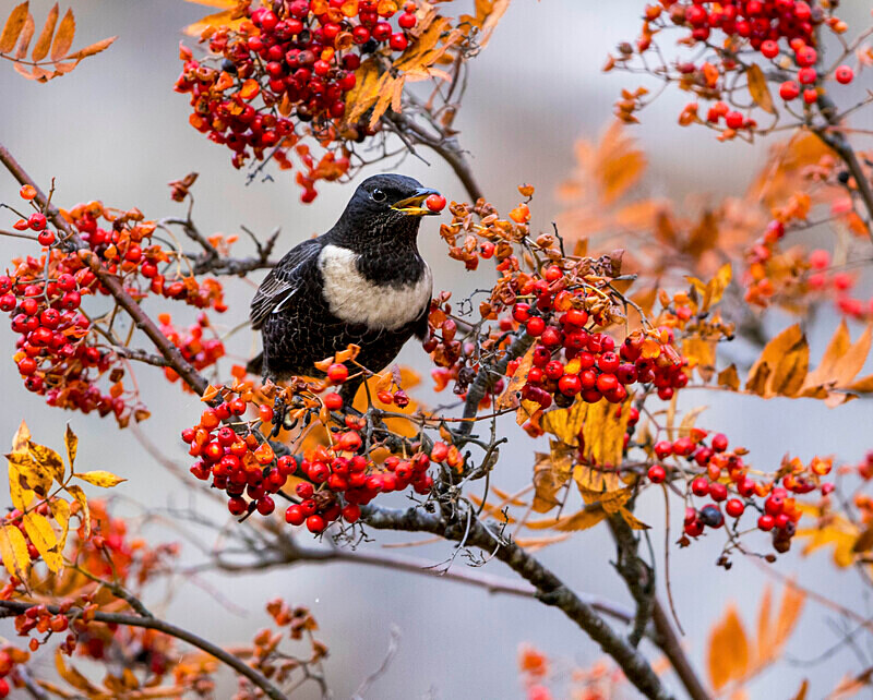 Ring Ouzel - Ring Ouzels