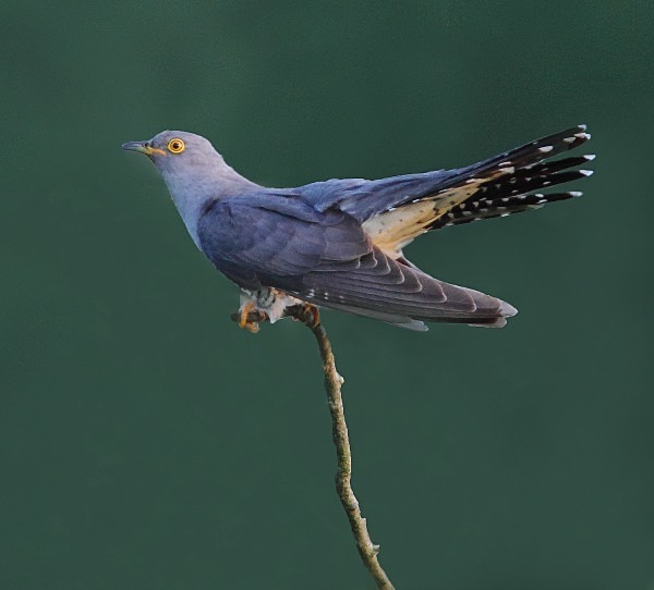 Male Cuckoo - Cuckoos, Shrikes & Waxwings