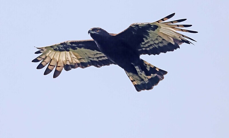Long Crested Eagle - The Gambia Januarry 2026
