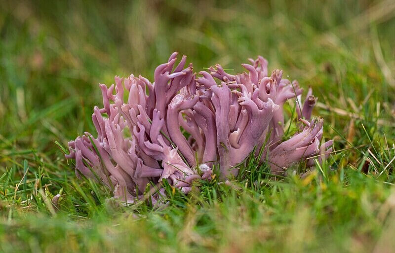 Violet Coral - Coral and Crusts