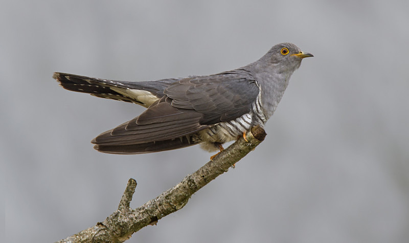 Male Cuckoo - Cuckoos