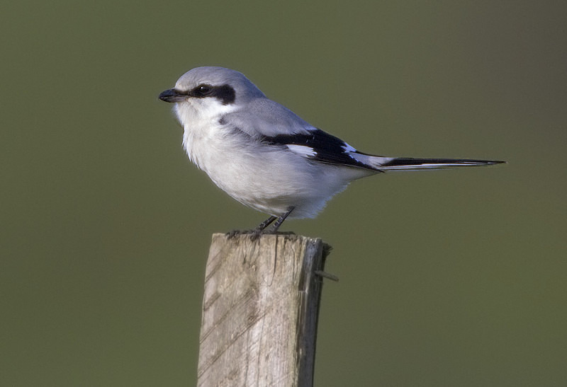 Northern Grey Shrike - Cuckoos, Shrikes & Waxwings