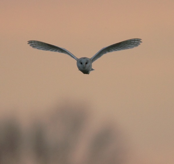 Barn Owl - Norfolk, Spring 2012