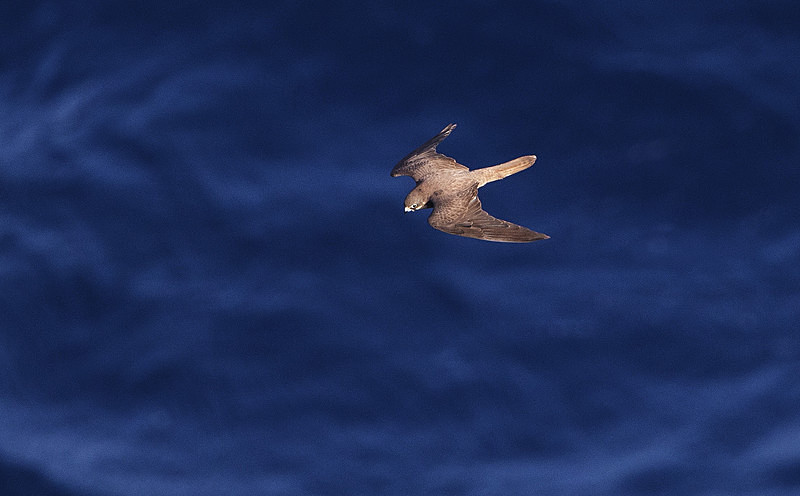 Eleonoras Falcon - Mallorca