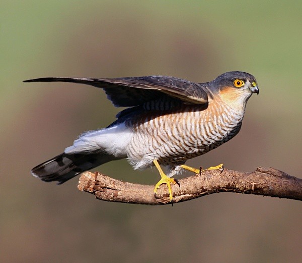 Sparrowhawk - Owls, Raptors, Corvids & Doves