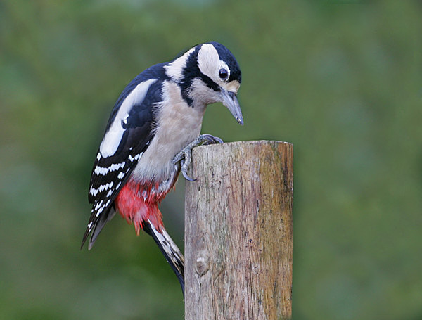 G.S. Woodpecker - Middlewood Nature Reserve