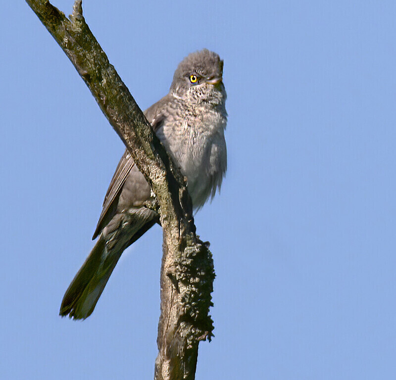 Barred Warbler - Poland Birds