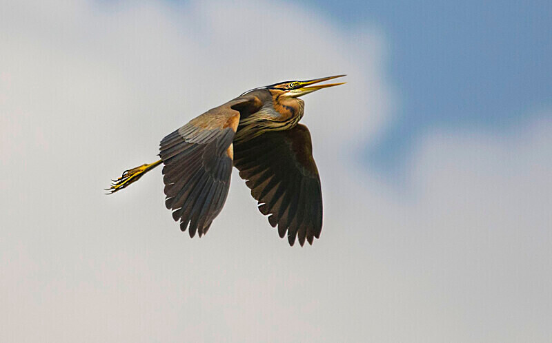 Purple Heron - Bulgaria and Romania 2019