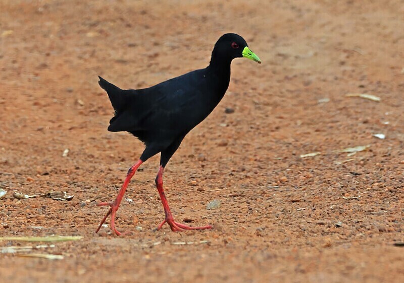 Black Crake - The Gambia Januarry 2026