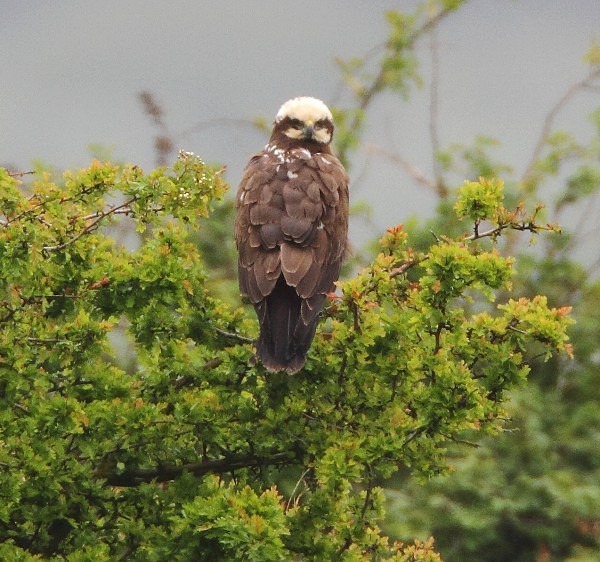 Marsh Harrier - Norfolk, Spring 2012
