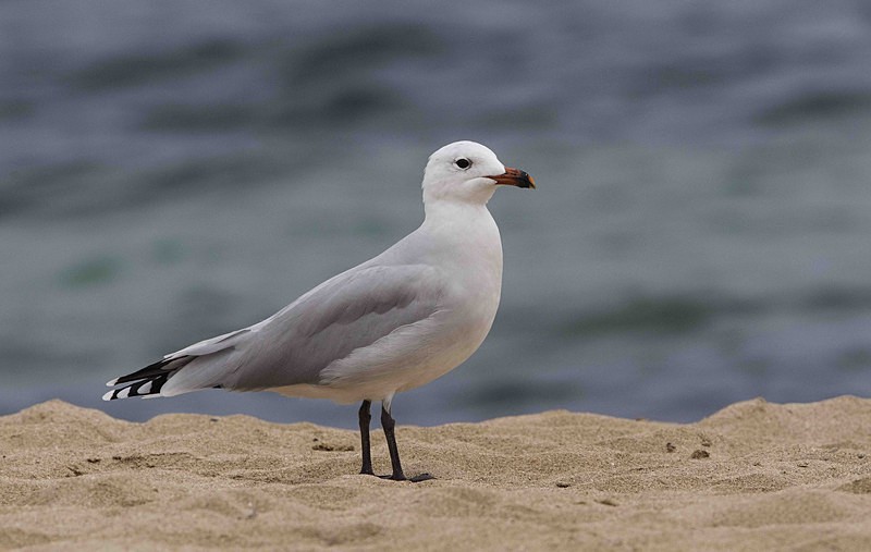 Audouins Gull - Mallorca
